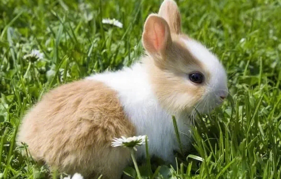 Ӳ