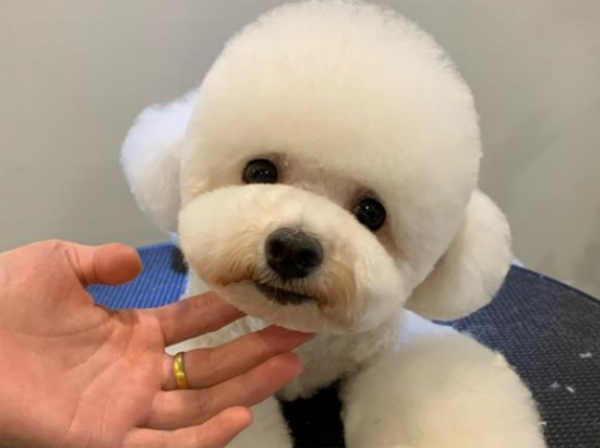 狗狗美容造型
