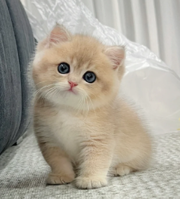 刚生完小猫的母猫吃什么?专家建议促进健康恢复的营养饮食