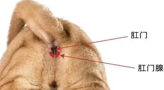èʺûѪǸѪ