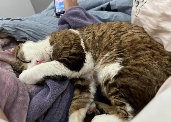 猫咪喜欢搂着我的脖子睡觉