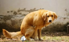 ������Ѫ�㻹��ճ������ô��