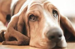 ������ϡ�ʺ�ɫ�ཬ