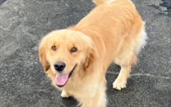 �����Գ�������