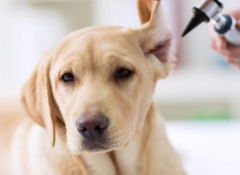 �������׺͵��զ����