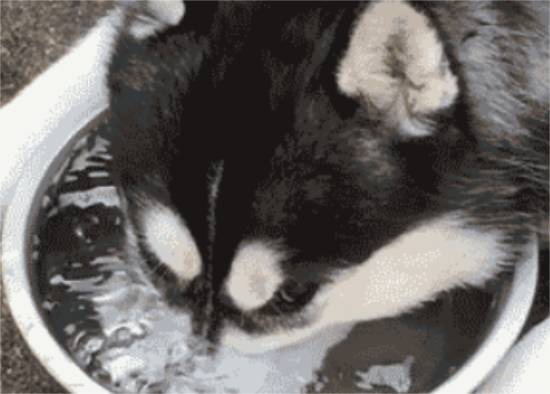 狗狗喝水的讲究 你知道吗 狗狗喝水的讲究 你知道吗