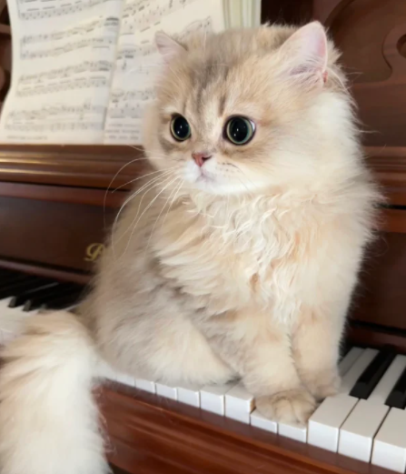 è�鴤����Ϊʲôԭ������̽��è��鴤�ĳ���Ӧ�Դ�ʩ