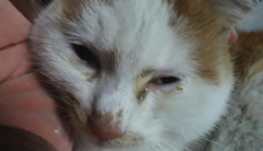 èһֻ۾ŧʺ