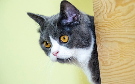 猫咪喜欢狗狗的表现
