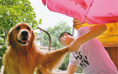 牵犬师资格证怎么考