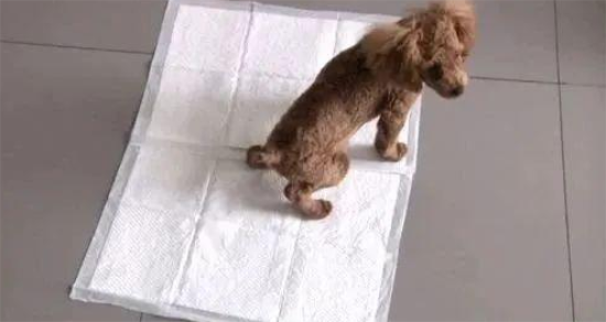 训练狗狗大小便可以按照以下步骤进行：