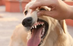 ʯô?β