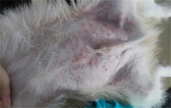 狗狗皮肤起湿疹用什么药膏