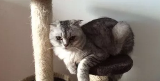 èô