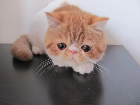 猫咪生完肚子还是很大