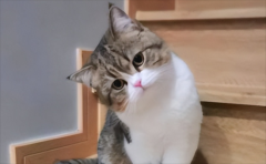 èСʧܻ