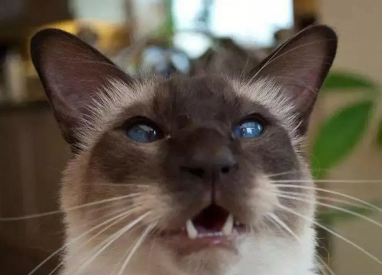 ѾèƷ