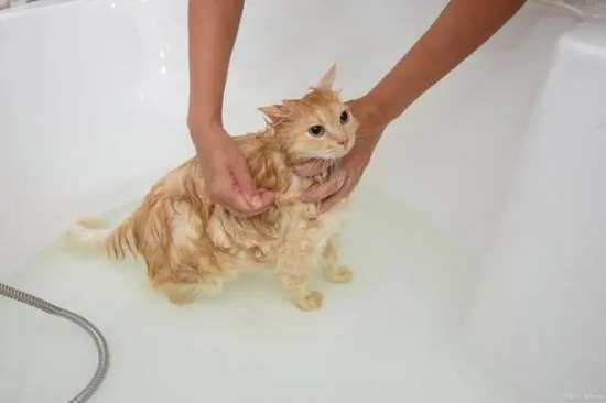 ָθèϴ裿