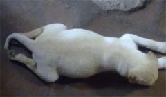СӴ͵ô