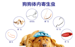 Ⱦ桱Щ֢״