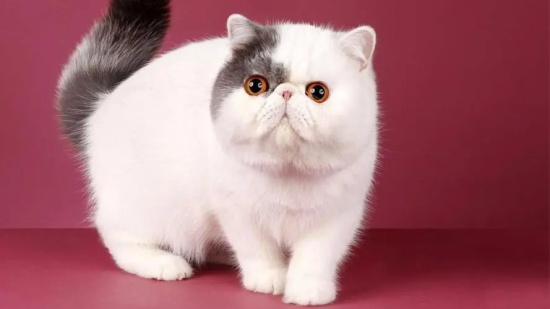 èϴȱ