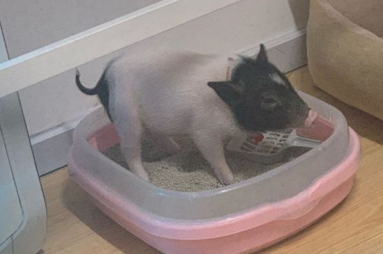 Ľ