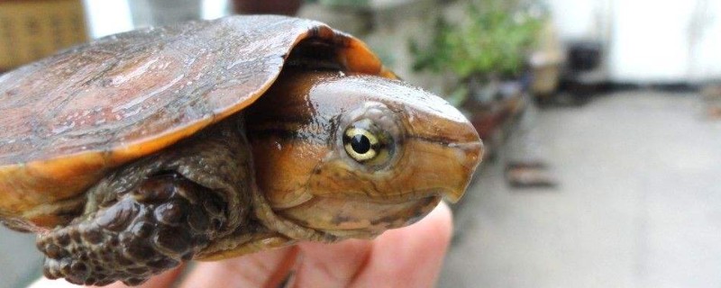 ڹʶ