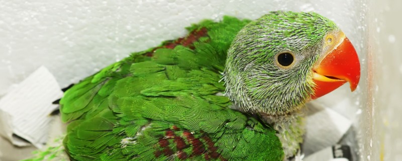 ʳô