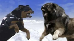 ʲôù