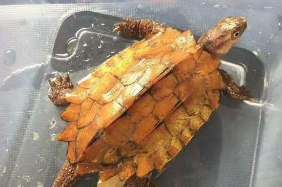 Ҷô