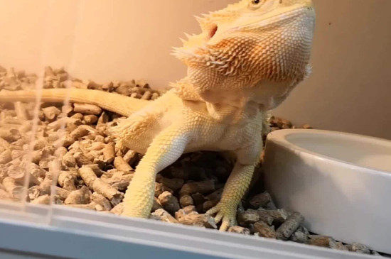 ʨô