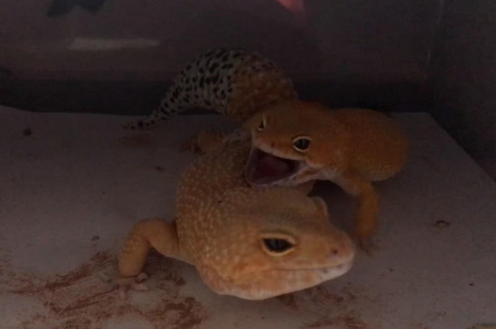 عô