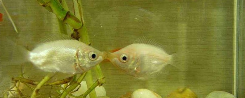 ʲô