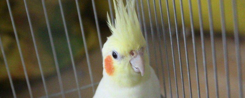 ˯Ҫǲ