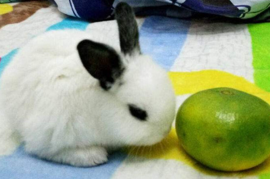 ӻ᲻