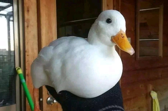 ¶Ѽʲô