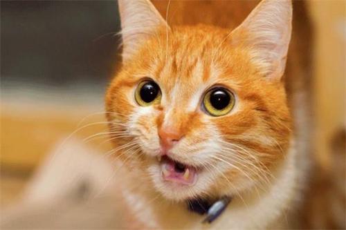 猫癣要天天上药吗?
