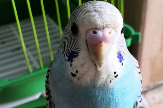 ƤĿǰ