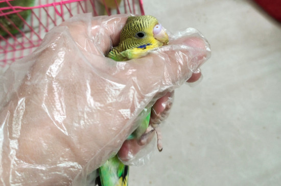 ƤĿǰ