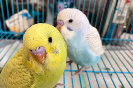 Ƥϲʲô