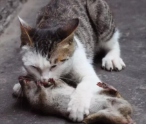 èû