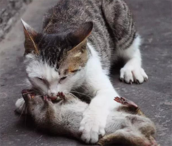 èû