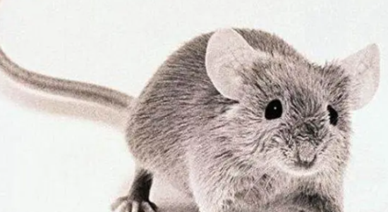 ൱˼