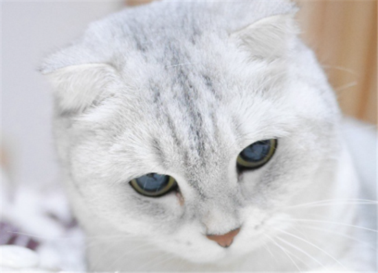 ǰè