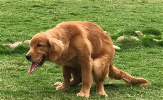 ô