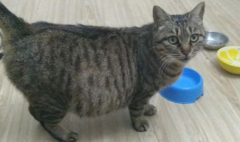 ĸèûô