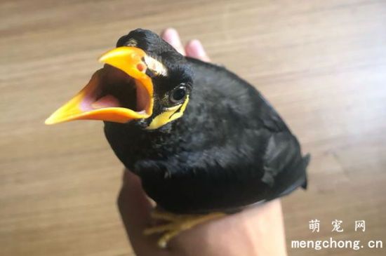Ӹ·