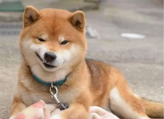 ˿ǻô죿
