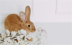 ʳ
