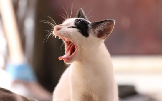 è䡰ƫݡʲôԭ򣿽㼸СУ